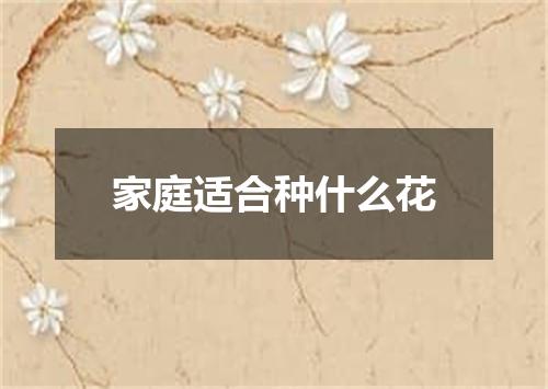 家庭适合种什么花