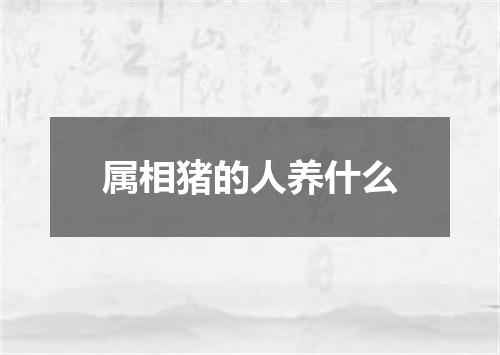 属相猪的人养什么