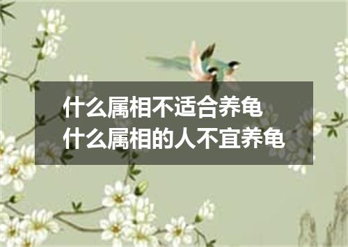 什么属相不适合养龟 什么属相的人不宜养龟
