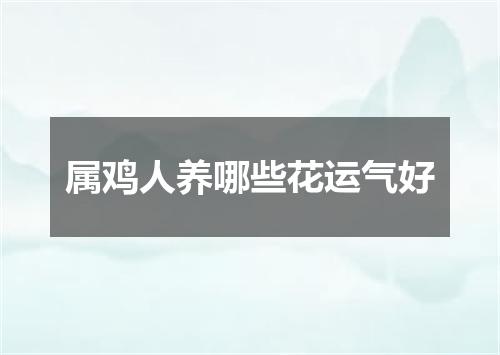 属鸡人养哪些花运气好