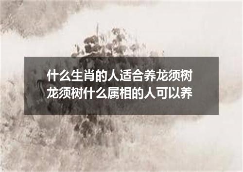 什么生肖的人适合养龙须树 龙须树什么属相的人可以养