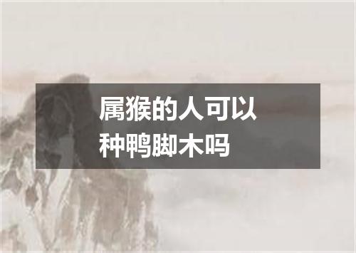 属猴的人可以种鸭脚木吗