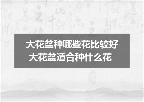 大花盆种哪些花比较好 大花盆适合种什么花