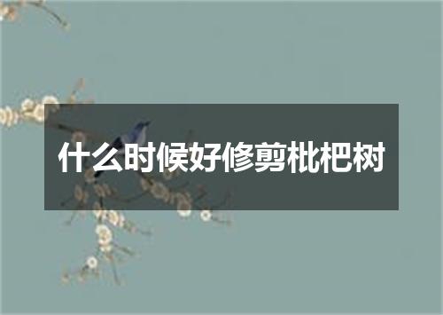 什么时候好修剪枇杷树