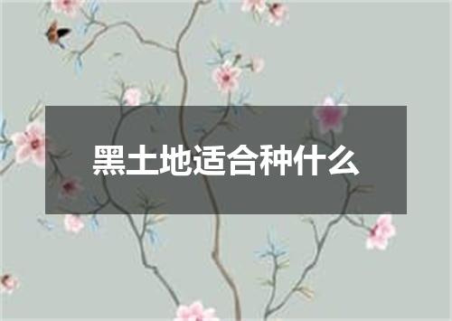 黑土地适合种什么