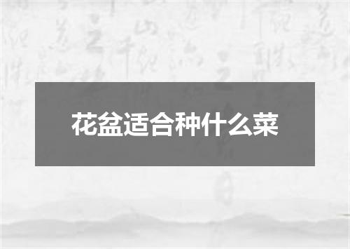 花盆适合种什么菜