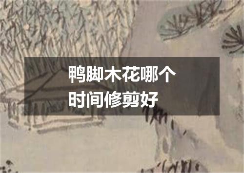 鸭脚木花哪个时间修剪好