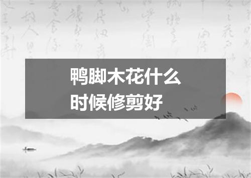 鸭脚木花什么时候修剪好