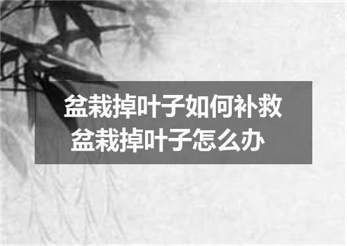 盆栽掉叶子如何补救 盆栽掉叶子怎么办