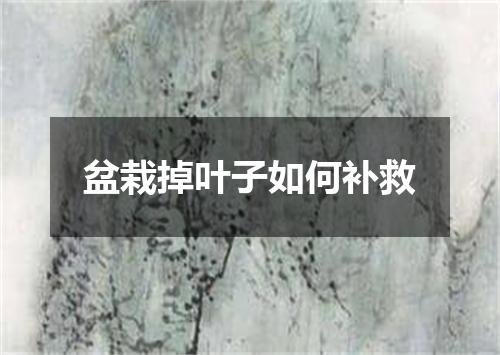 盆栽掉叶子如何补救