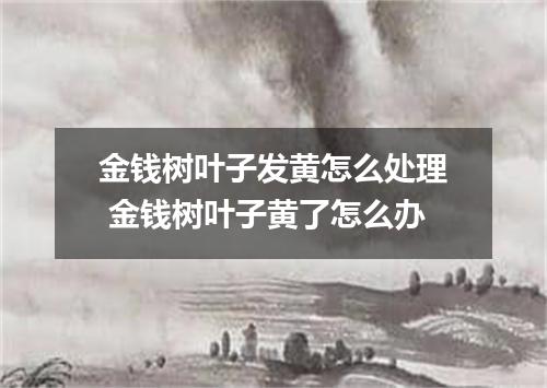 金钱树叶子发黄怎么处理 金钱树叶子黄了怎么办