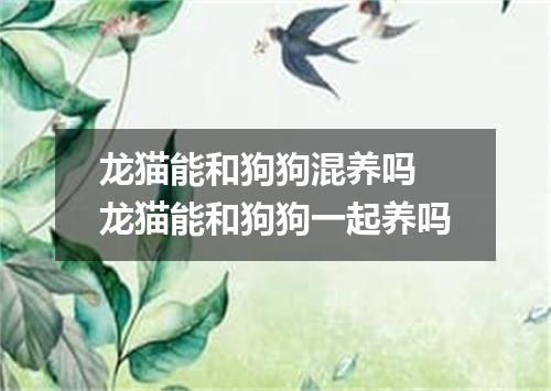 龙猫能和狗狗混养吗 龙猫能和狗狗一起养吗