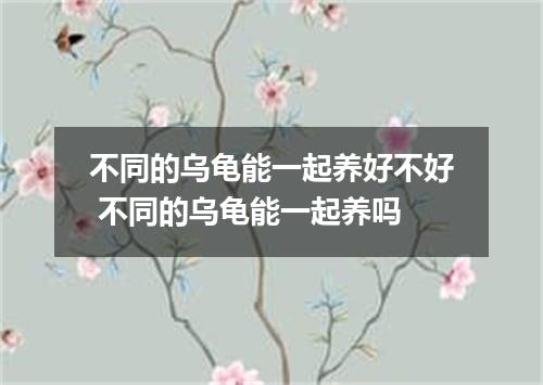 不同的乌龟能一起养好不好 不同的乌龟能一起养吗