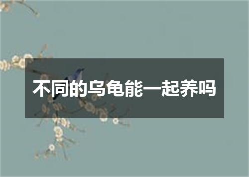 不同的乌龟能一起养吗