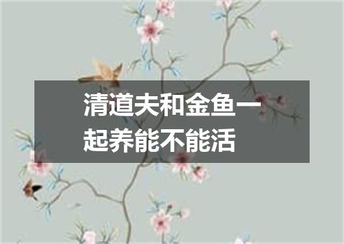 清道夫和金鱼一起养能不能活