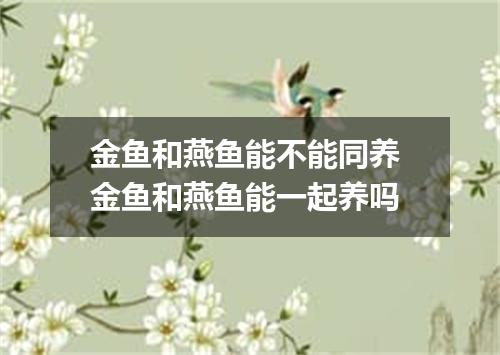 金鱼和燕鱼能不能同养 金鱼和燕鱼能一起养吗