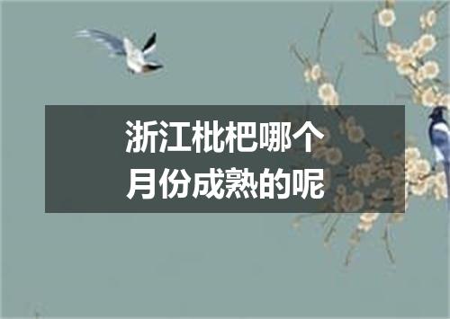 浙江枇杷哪个月份成熟的呢