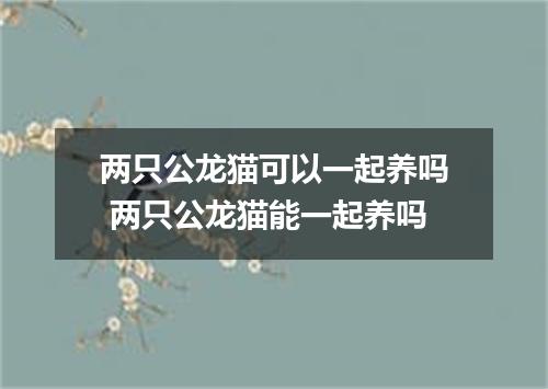 两只公龙猫可以一起养吗 两只公龙猫能一起养吗