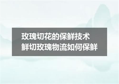 玫瑰切花的保鲜技术 鲜切玫瑰物流如何保鲜