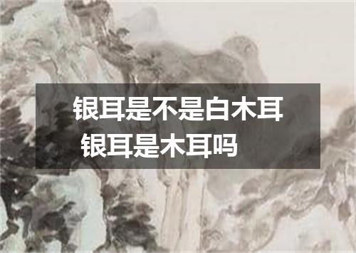 银耳是不是白木耳 银耳是木耳吗