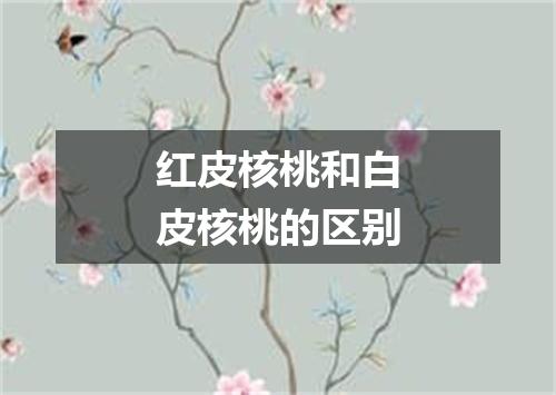 红皮核桃和白皮核桃的区别