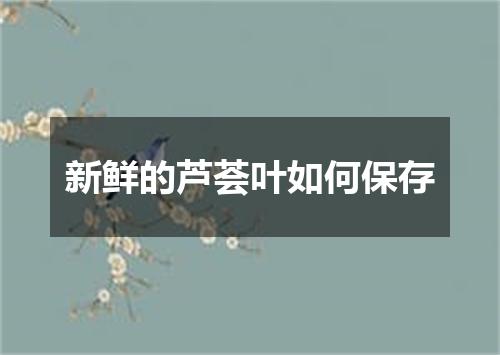 新鲜的芦荟叶如何保存