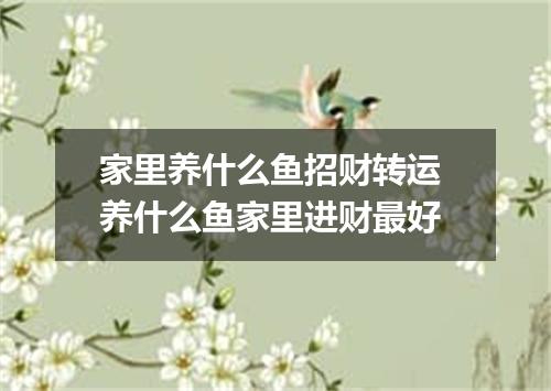 家里养什么鱼招财转运 养什么鱼家里进财最好