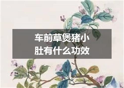 车前草煲猪小肚有什么功效