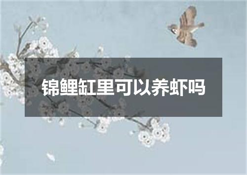 锦鲤缸里可以养虾吗