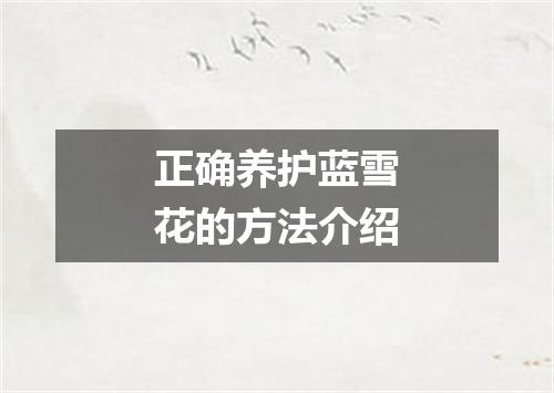 正确养护蓝雪花的方法介绍