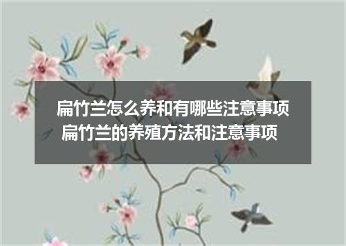 扁竹兰怎么养和有哪些注意事项 扁竹兰的养殖方法和注意事项