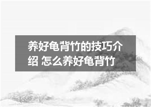 养好龟背竹的技巧介绍 怎么养好龟背竹