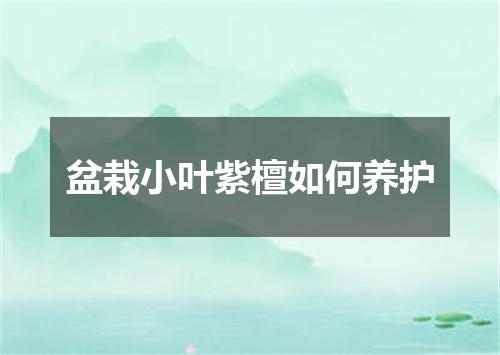 盆栽小叶紫檀如何养护