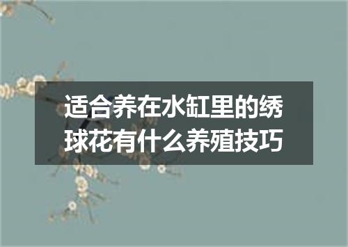 适合养在水缸里的绣球花有什么养殖技巧