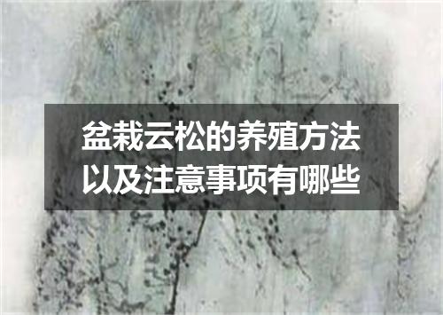 盆栽云松的养殖方法以及注意事项有哪些