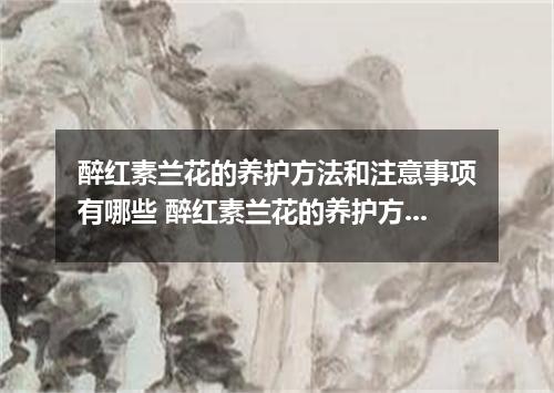 醉红素兰花的养护方法和注意事项有哪些 醉红素兰花的养护方法和注意事项
