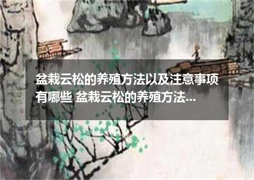 盆栽云松的养殖方法以及注意事项有哪些 盆栽云松的养殖方法及注意事项