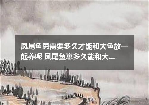 凤尾鱼崽需要多久才能和大鱼放一起养呢 凤尾鱼崽多久能和大鱼放一起养