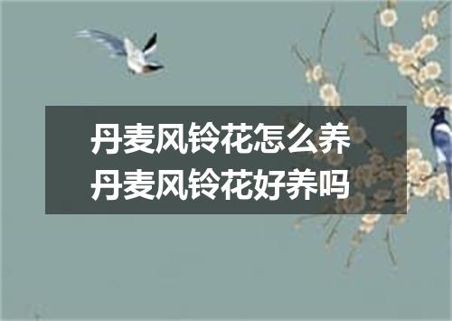 丹麦风铃花怎么养 丹麦风铃花好养吗