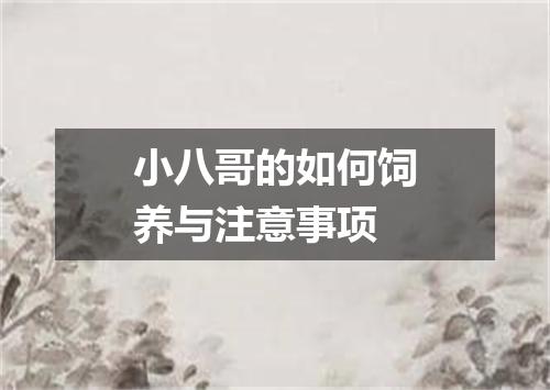 小八哥的如何饲养与注意事项