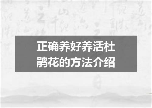 正确养好养活杜鹃花的方法介绍