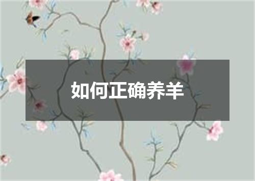 如何正确养羊
