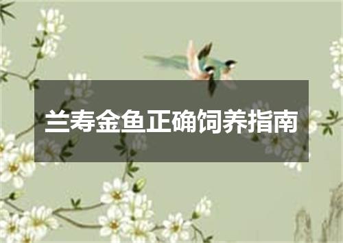 兰寿金鱼正确饲养指南