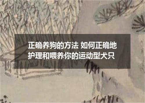 正确养狗的方法 如何正确地护理和喂养你的运动型犬只