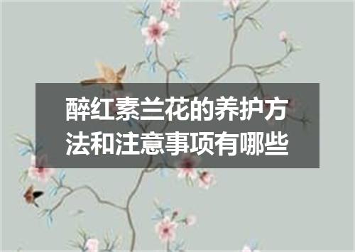 醉红素兰花的养护方法和注意事项有哪些