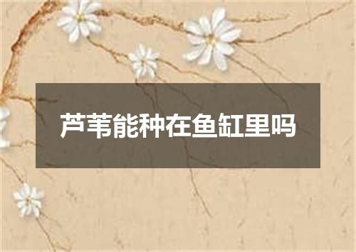 芦苇能种在鱼缸里吗