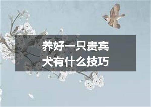 养好一只贵宾犬有什么技巧