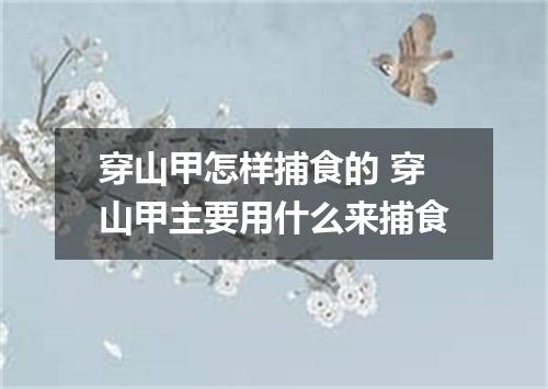 穿山甲怎样捕食的 穿山甲主要用什么来捕食
