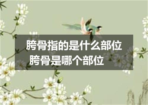 胯骨指的是什么部位 胯骨是哪个部位