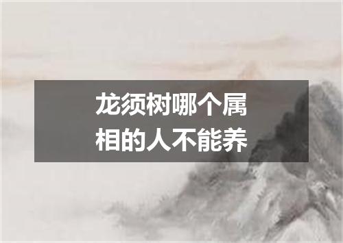 龙须树哪个属相的人不能养